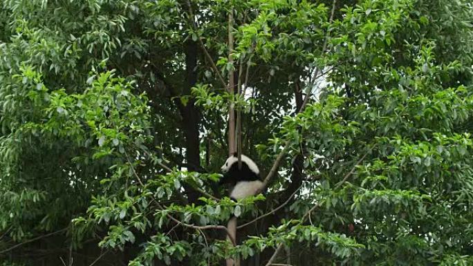 树上可爱的熊猫幼崽