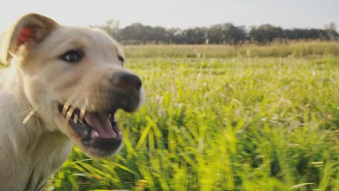 SLO MO可爱小狗在草地上奔跑