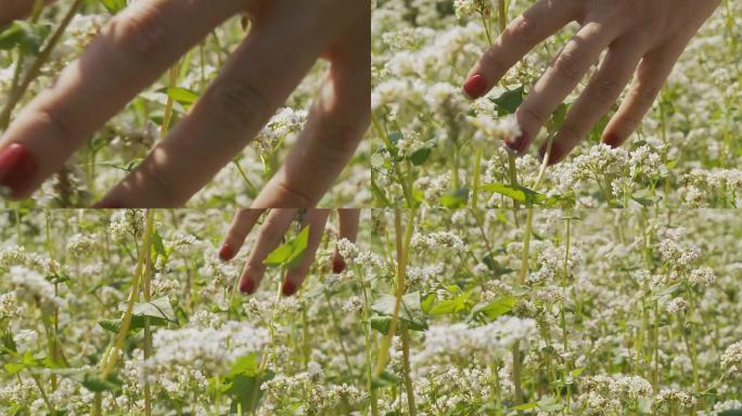 高清：女人的手护理白花