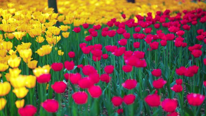 郁金香花海风景春分春暖花开空镜素材