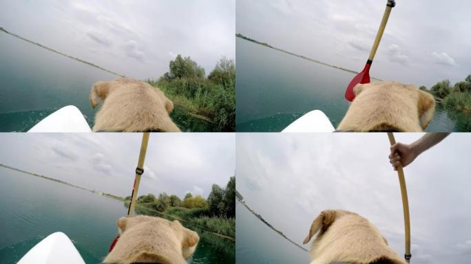 桨板上的POV狗第一视角狗头