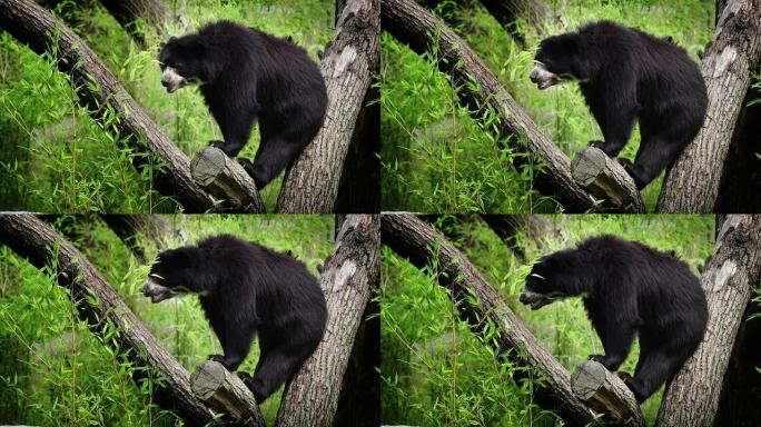慢速运动：熊亚洲黑熊