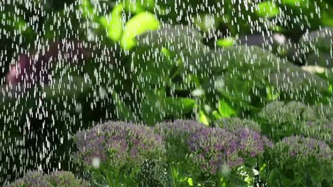慢速运动：雨滴落在花朵上