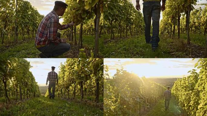 农民在葡萄园检查葡萄的成熟度