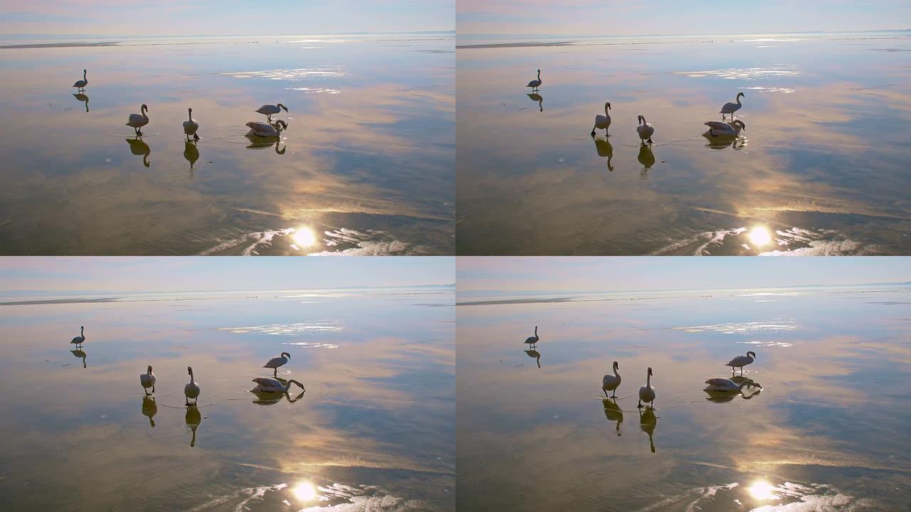 巴拉顿湖上的天鹅