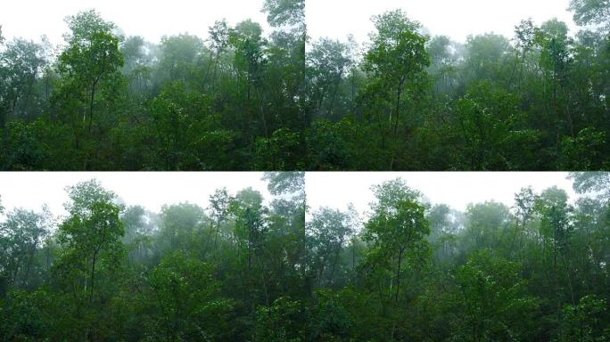 树木下雨小清新户外空镜雨林