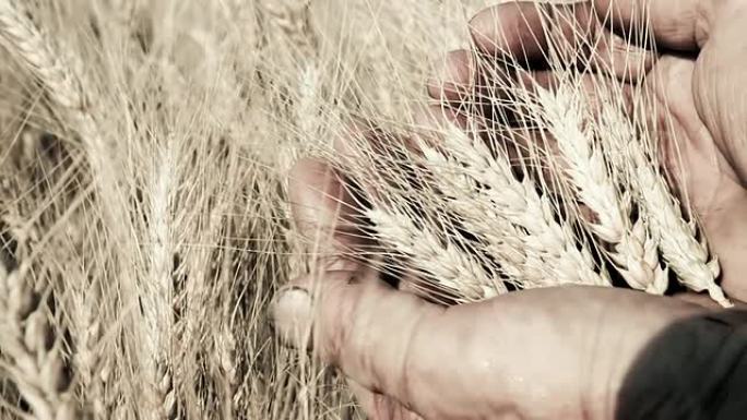 HD DOLLY：农民的手拿着麦秆