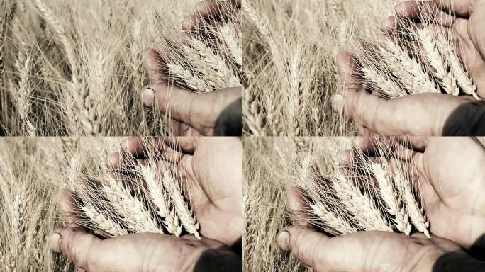HD DOLLY：农民的手拿着麦秆