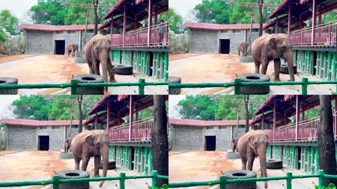 4K动物大象亚洲象
