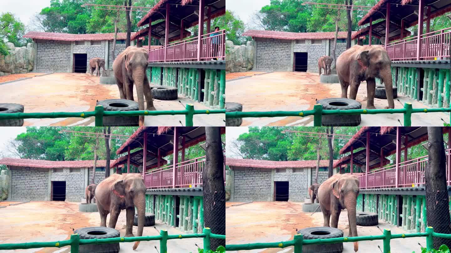 4K动物大象亚洲象