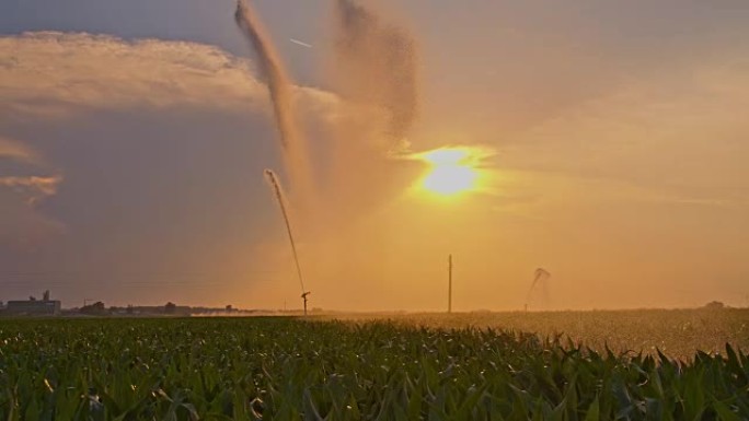DS在日落时灌溉玉米地