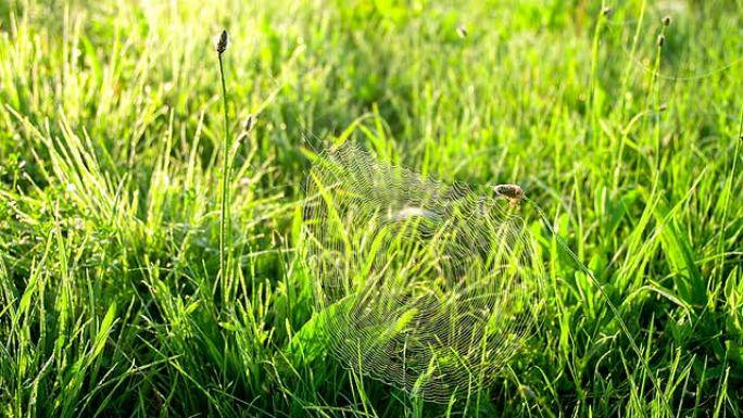 CU DS蜘蛛网在草地上