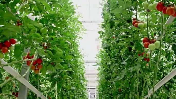 WS在充满番茄植物的温室内