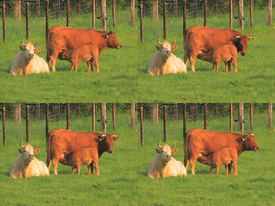 NTSC：牛农村农业牦牛黄牛水牛养殖奶牛