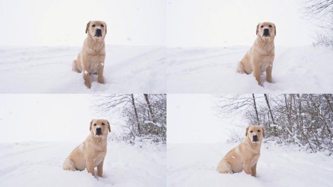 SLO MO可怜的小狗在雪地里迷路了