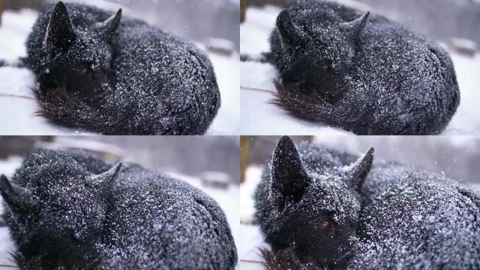 雪橇狗在雪地里休息