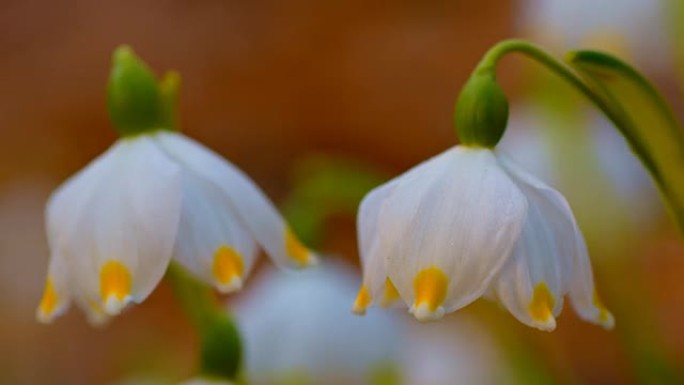 DS雪花莲雪花莲