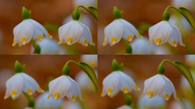 DS雪花莲雪花莲