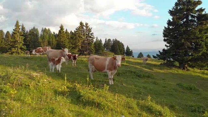 空中: 斯洛文尼亚阳光明媚的日子里，白色和棕色的母牛站在草地上。