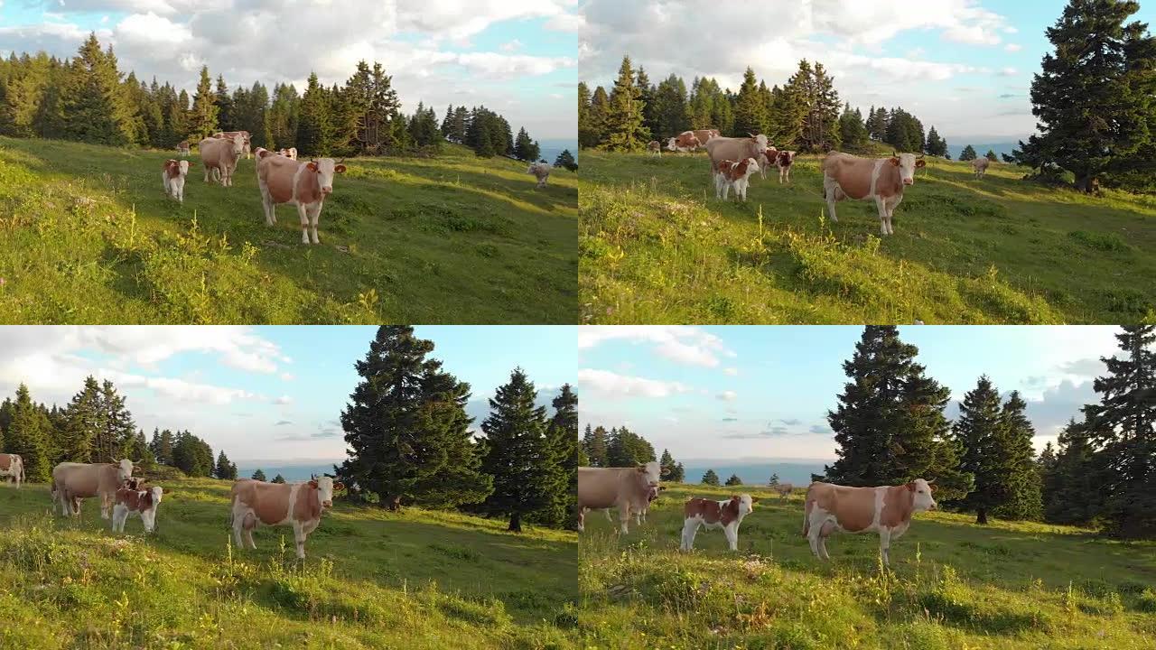 空中: 斯洛文尼亚阳光明媚的日子里，白色和棕色的母牛站在草地上。