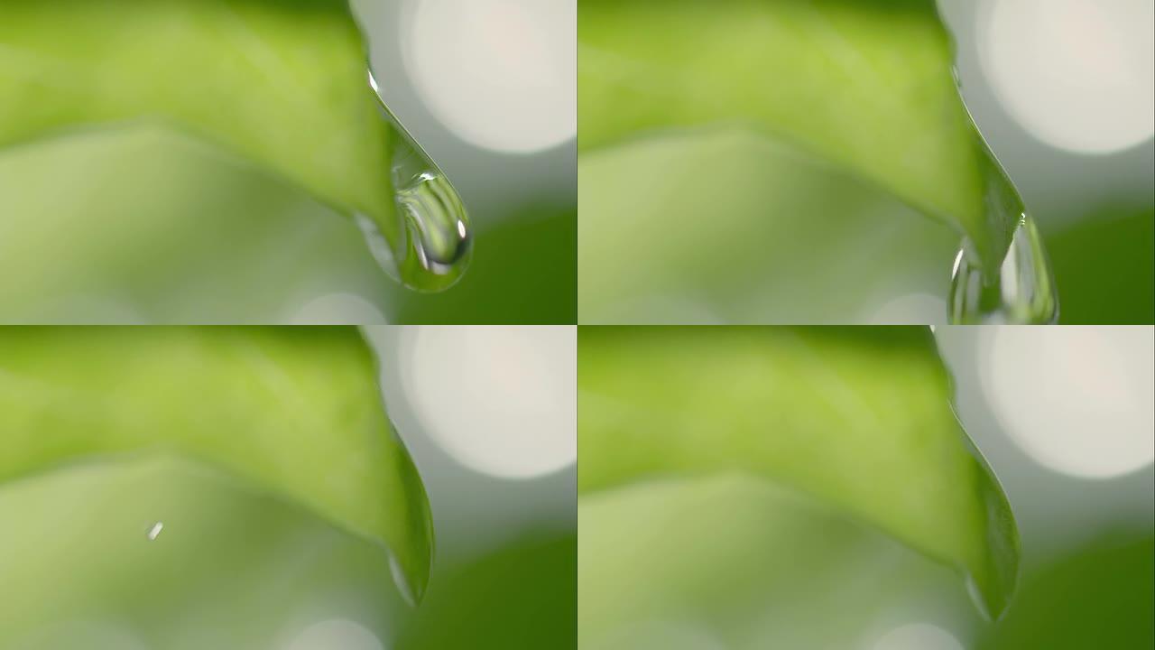 罗勒植物的水滴水滴水绿叶露珠甘露