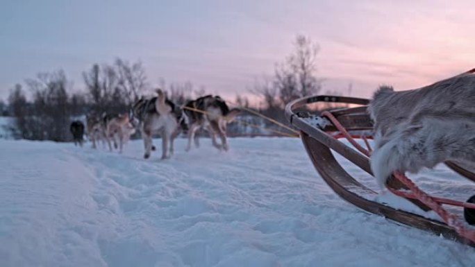 SLO MO雪橇犬在黎明时在雪地上赛跑
