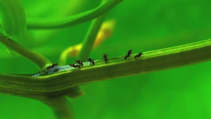 藤蔓上的蚂蚁，4k