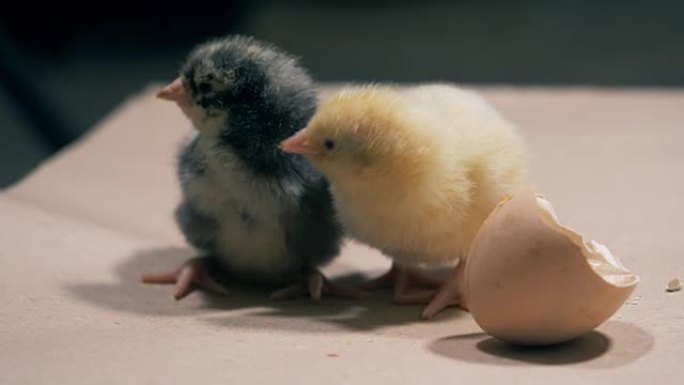 两只小鸡坐在一起，特写。在农场从鸡蛋中孵出的鸡肉