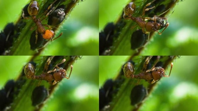 蚂蚁挤奶蚜虫红蚂蚁生物动物昆虫觅食搬运食