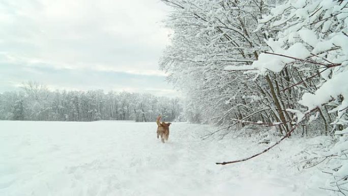 高清慢速运动：金毛寻回犬在雪地里奔跑