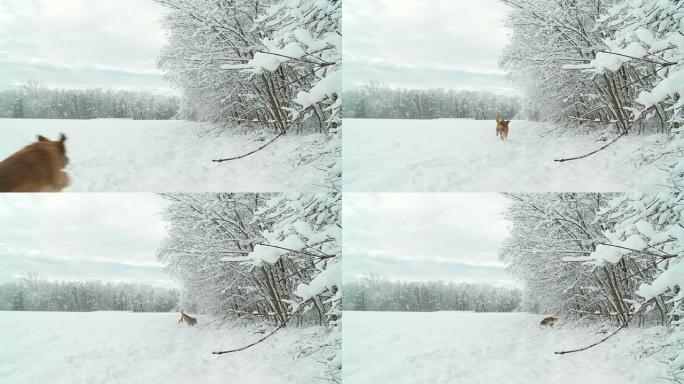 高清慢速运动：金毛寻回犬在雪地里奔跑