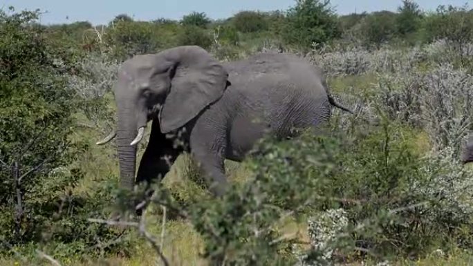 非洲象肯尼亚乞力马扎罗山迁徙