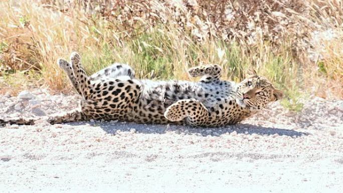 慢速的豹子躺在路边