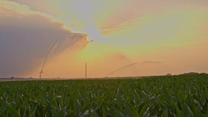 SLO MO农业洒水器在玉米田上旋转