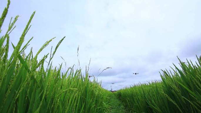 水稻，（春，夏，秋）