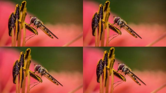 Hoverfly坐在花中的雄蕊上