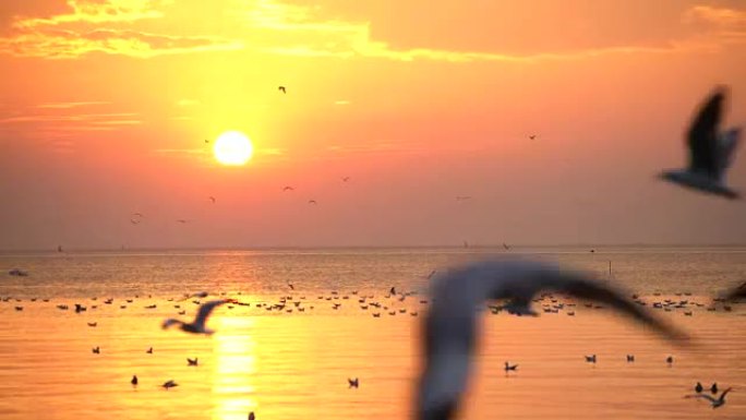 海鸥随日落飞翔海面水鸟黄昏鸟群海面鸟群
