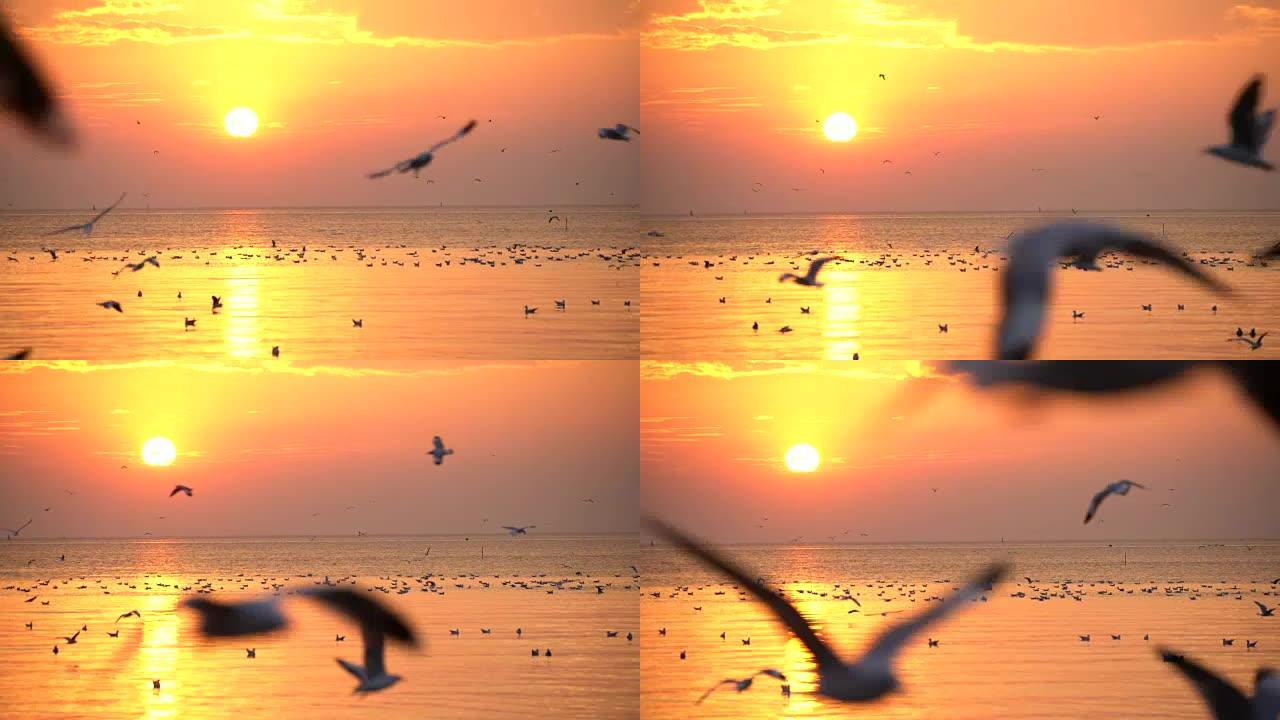 海鸥随日落飞翔海面水鸟黄昏鸟群海面鸟群