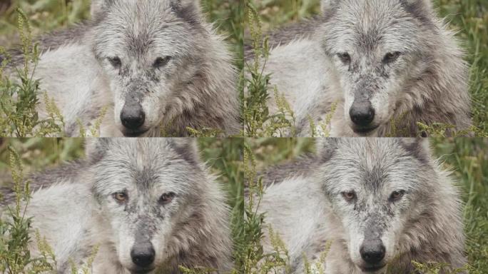 4k电影包野狼。电影包野狼野生保护动物
