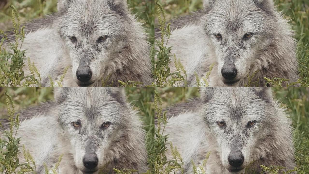 4k电影包野狼。电影包野狼野生保护动物