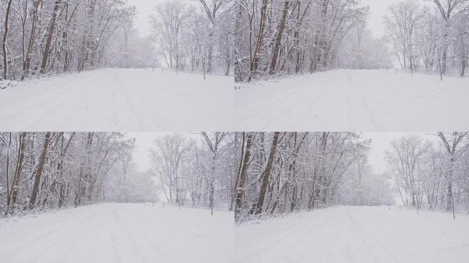 SLO MO森林中的雪地路
