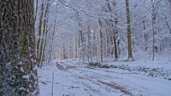 SLO MO穿过Wintry森林的雪地路