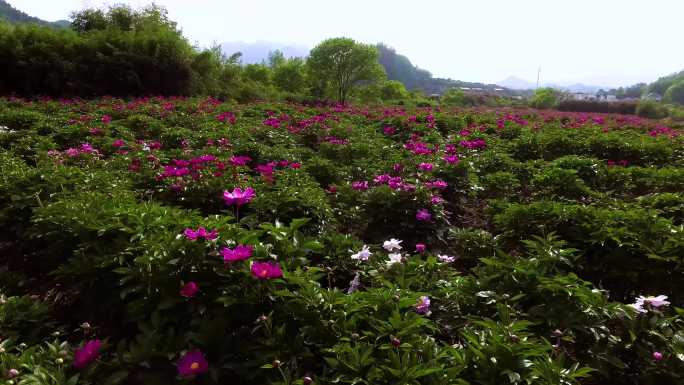 航拍视角 花田 花卉