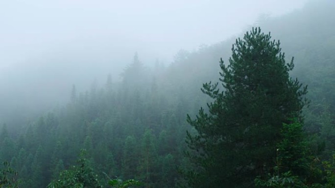 树木下雨素材