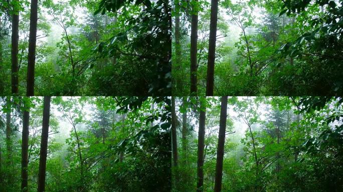 森林中的雾
