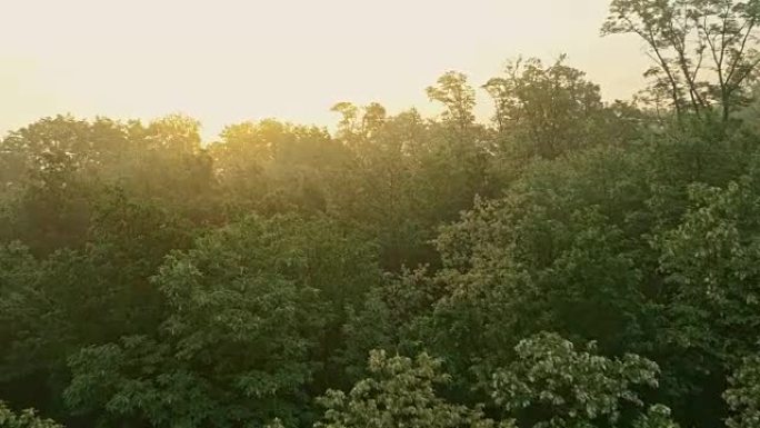 覆盖草的空中晨露