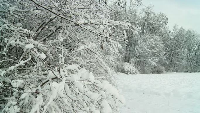 高清慢速运动：雪从树上落下