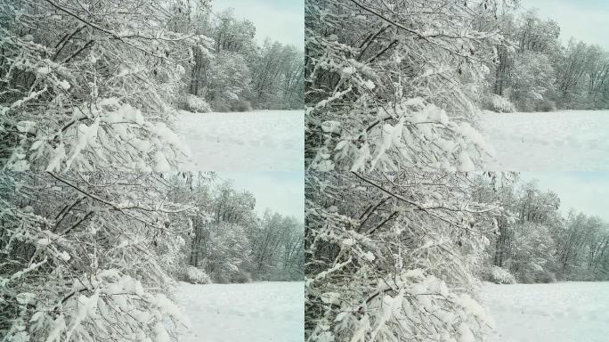 高清慢速运动：雪从树上落下