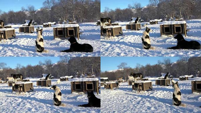 WS在挪威著名的小屋之一雪橇犬