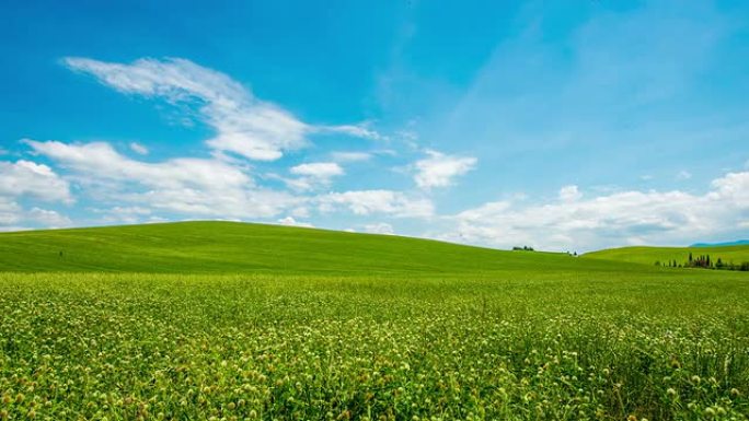 美丽绿色草地上的T/L 8k云景